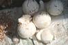 ../galleries/wingko/preview/wingko_special_food_10.jpg