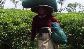 ../images/gallery/wonosari/tea-plantation-14.jpg