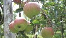 ../images/link/apple-agro-gallery.jpg