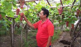 ../images/gallery/kebun-anggur/garden_grape_03.jpg