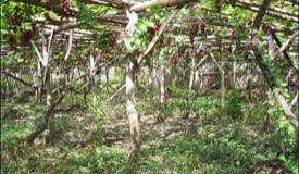 ../images/gallery/kebun-anggur/garden_grape_08.jpg