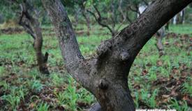 images/gallery/mango-plantation/mango_plantation_05.jpg