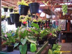 images/gallery/bratang_market/bratang-flower-market-11.jpg