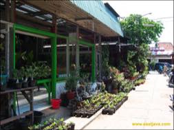 images/gallery/bratang_market/bratang-flower-market-24.jpg