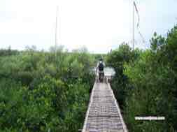 images/gallery/mangrove/ma91f5_1.jpg