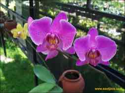 images/gallery/orchid_market/anggrek-market-surabaya-14.jpg