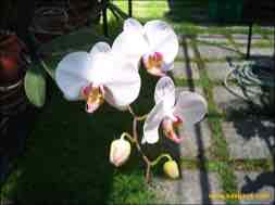 images/gallery/orchid_market/anggrek-market-surabaya-16.jpg