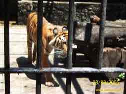 images/gallery/surabaya_zoo/surabaya-zoo-06.jpg