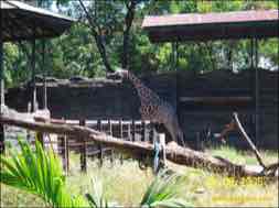 images/gallery/surabaya_zoo/surabaya-zoo-22.jpg