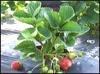 ../images/gallery/strawberry-garden/strawberry_garden_04.jpg