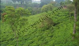 ../images/gallery/wonosari/tea-plantation-27.jpg