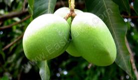 images/gallery/mango-plantation/mango_plantation_02.jpg