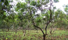 images/gallery/mango-plantation/mango_plantation_06.jpg