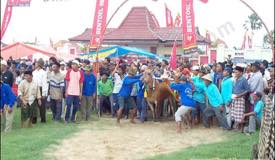 ../galleries/bullracing/preview/kerapan_sapi_06.jpg