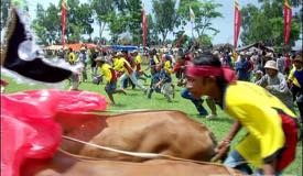 galleries/bullracing/preview/kerapan_sapi_07.jpg