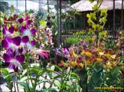 images/gallery/orchid_market/anggrek-market-surabaya-05.jpg