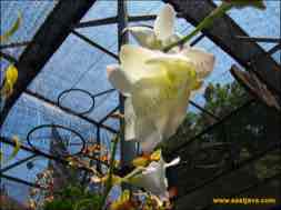 images/gallery/orchid_market/anggrek-market-surabaya-06.jpg