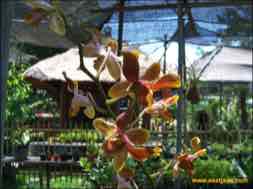 images/gallery/orchid_market/anggrek-market-surabaya-10.jpg
